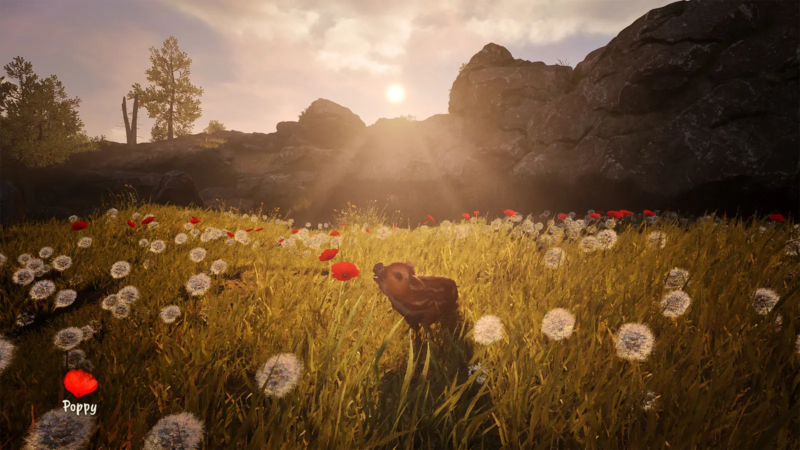 Adorable Adventures media 7