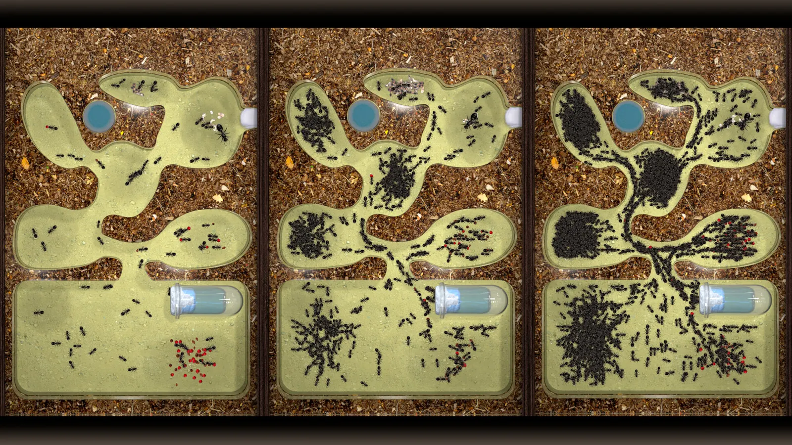 Ant Farm Simulator media 2