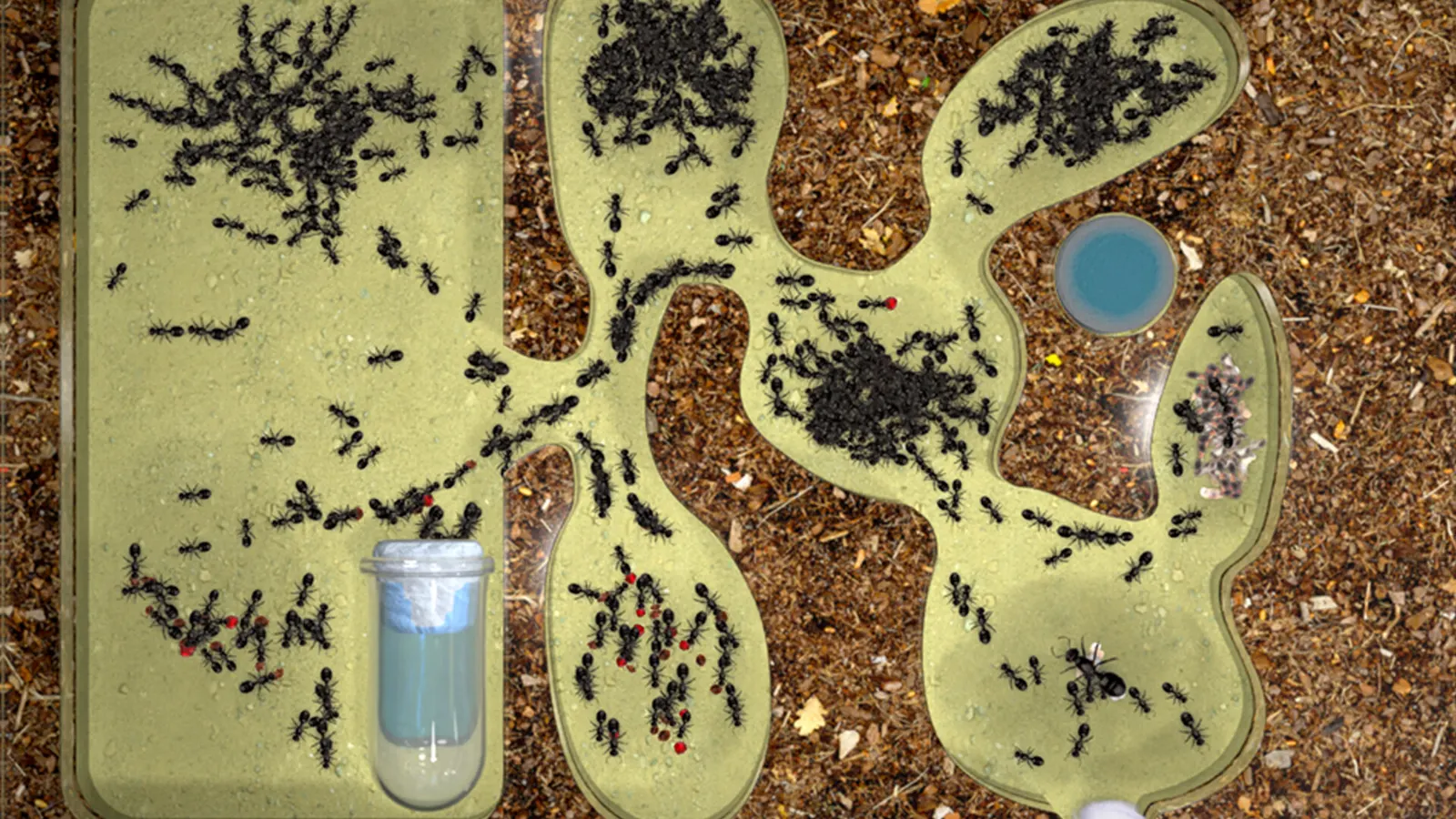 Ant Farm Simulator media 3