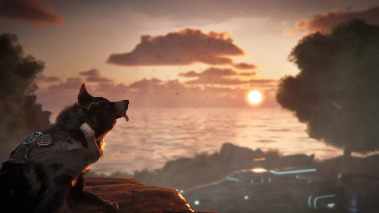 Barkour media 5