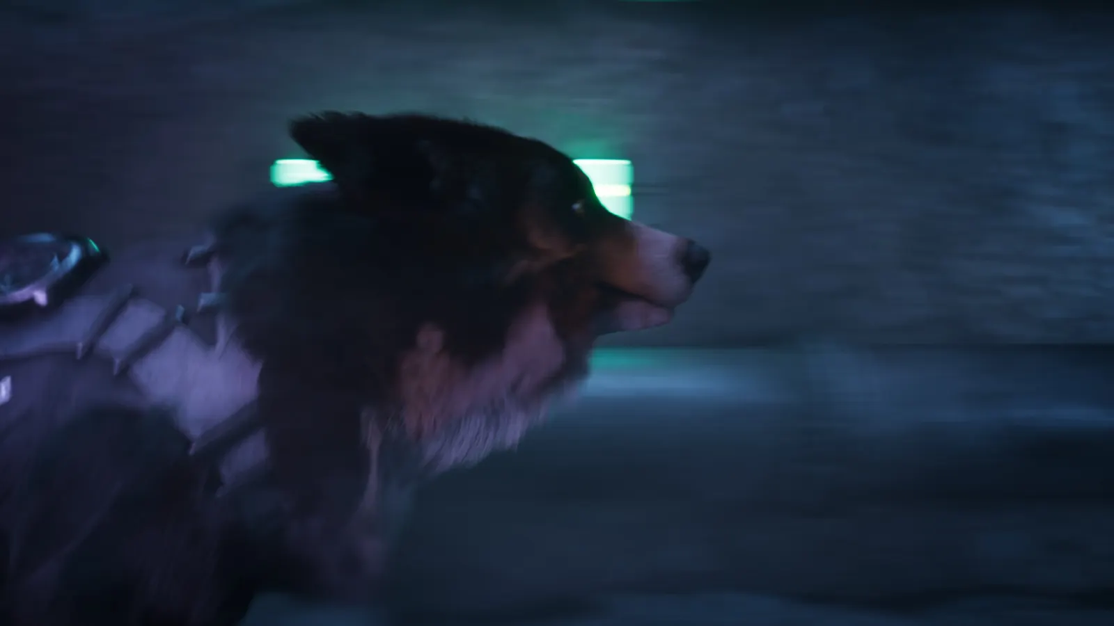 Barkour media 6