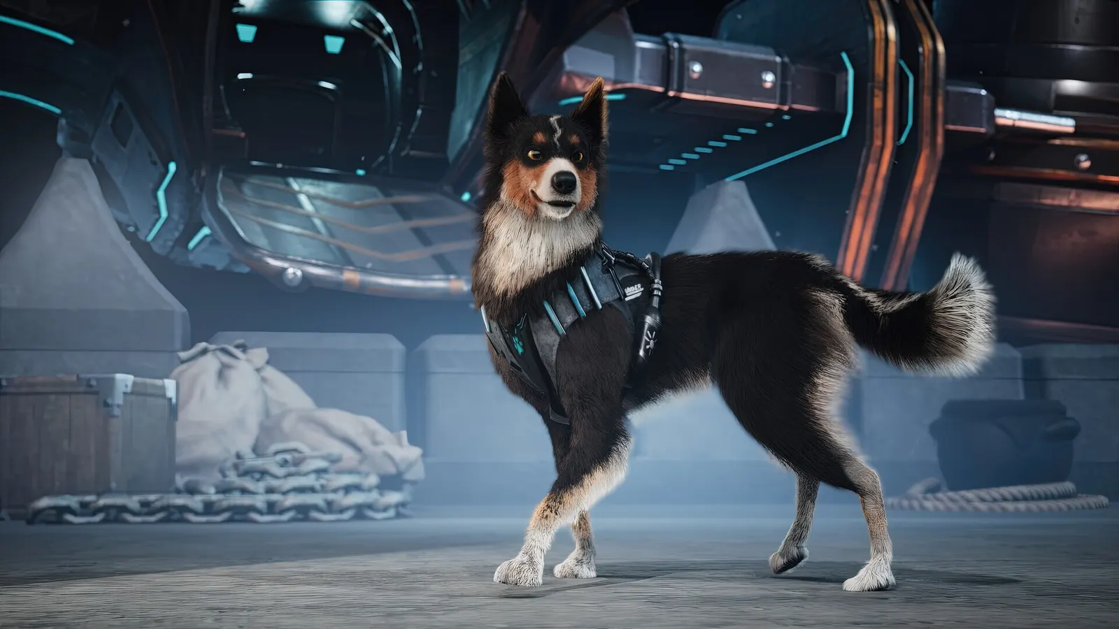 Barkour media 11
