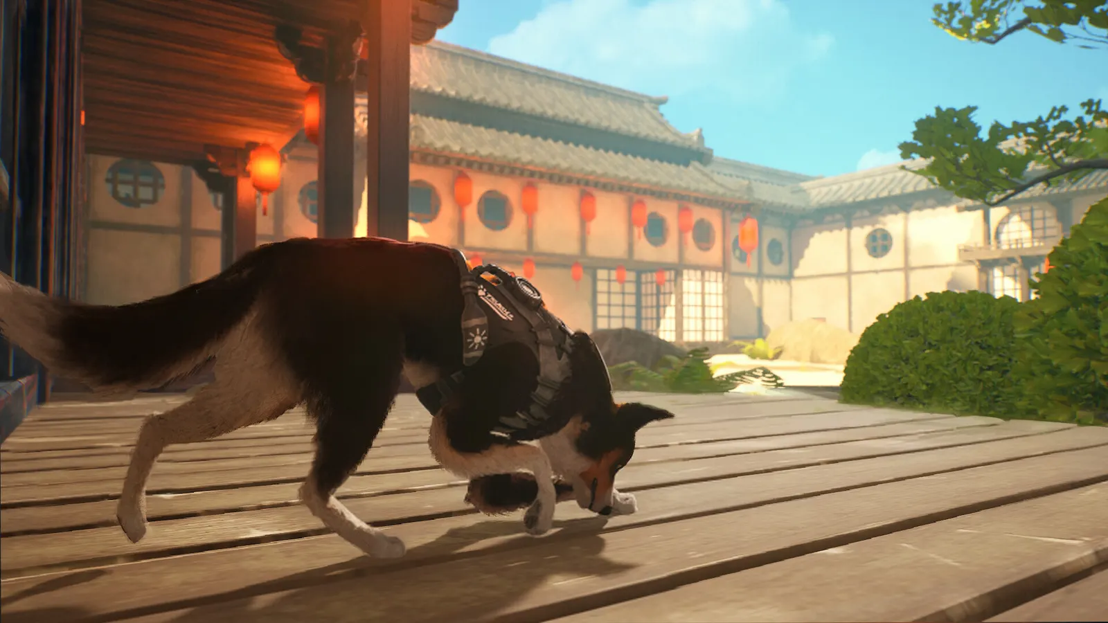 Barkour media 10