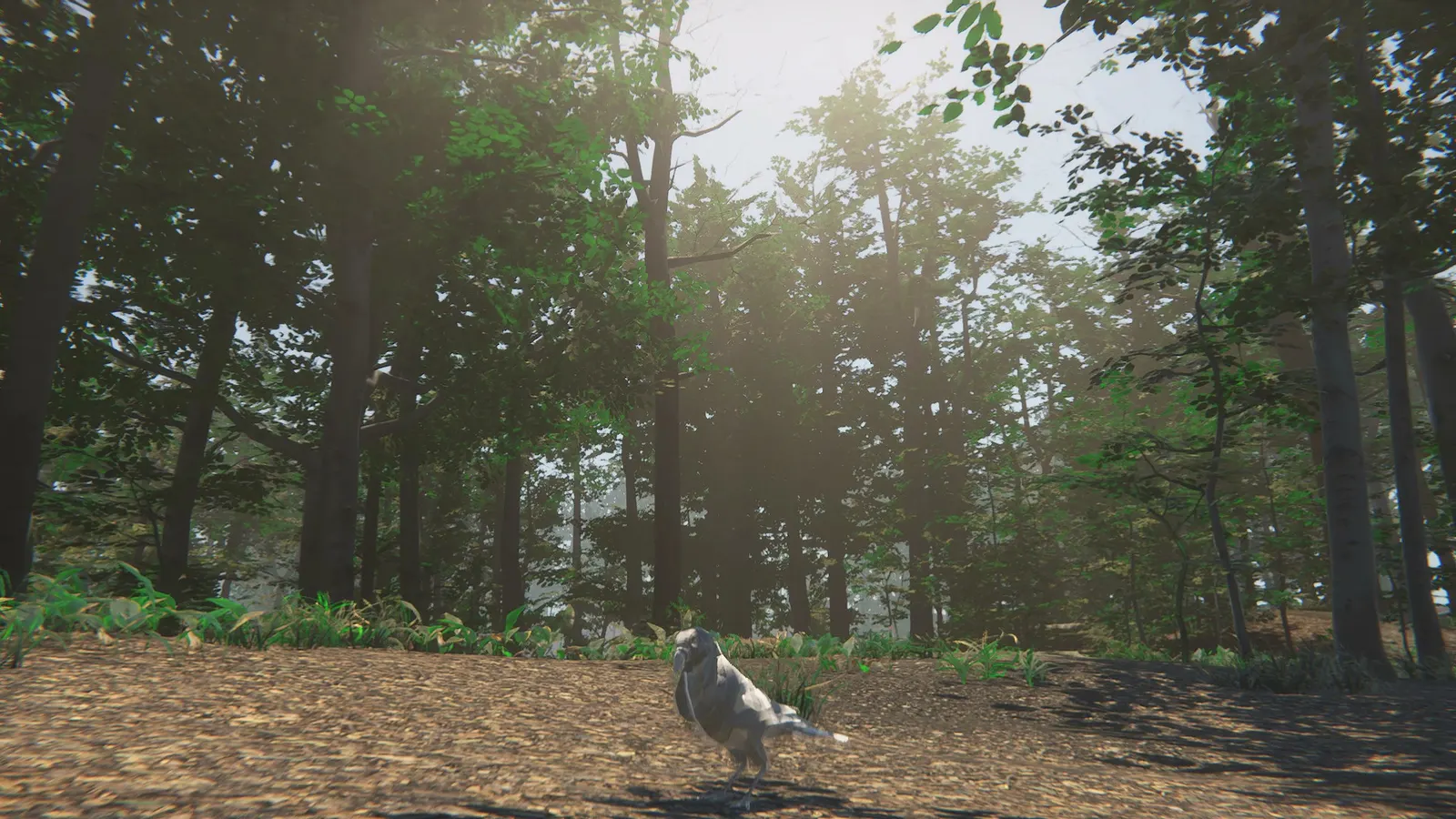 Bird media 4