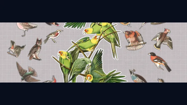 Birds Huddled Together