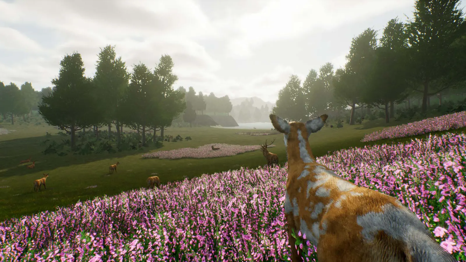 Deer Journey media 3
