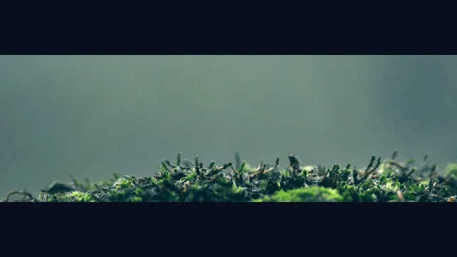 Dung Beetle Adventure