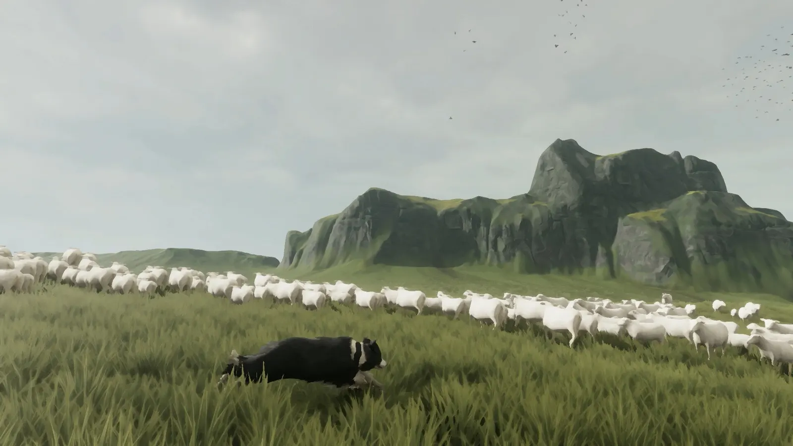 The Free Shepherd media 2