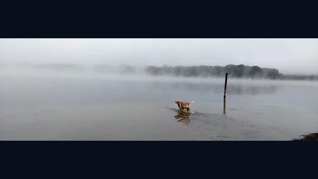Golden Retriever Simple Life