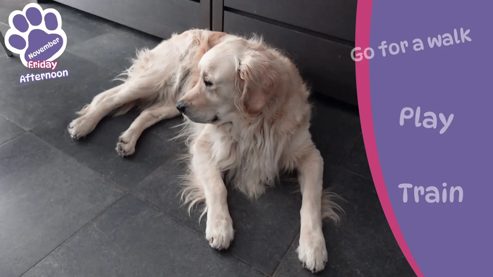 Golden Retriever Simple Life media 2