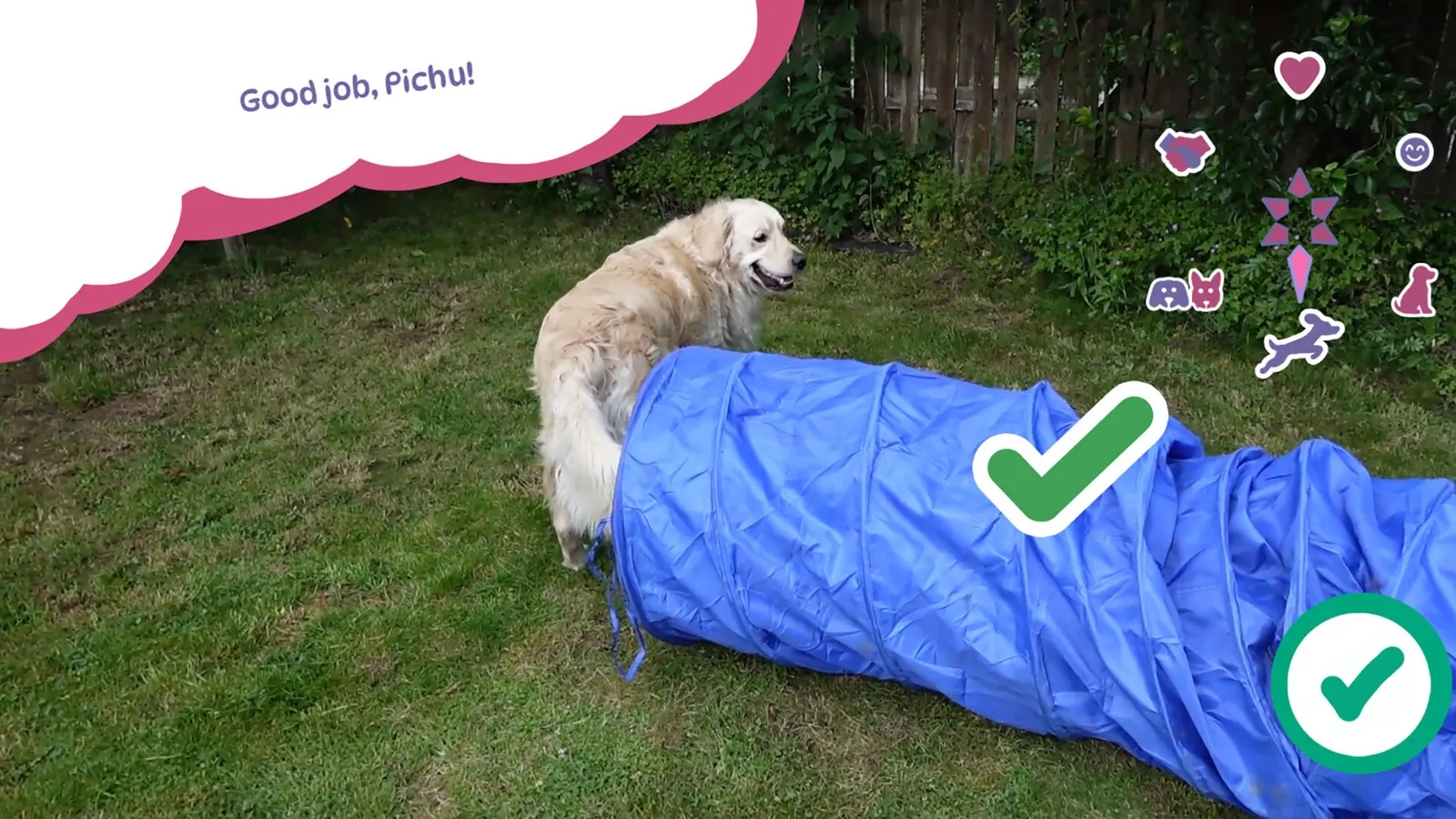 Golden Retriever Simple Life media 5