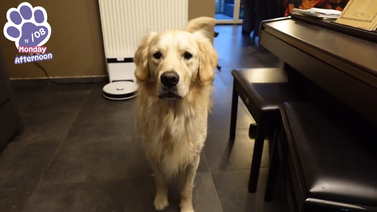 Golden Retriever Simple Life media 8