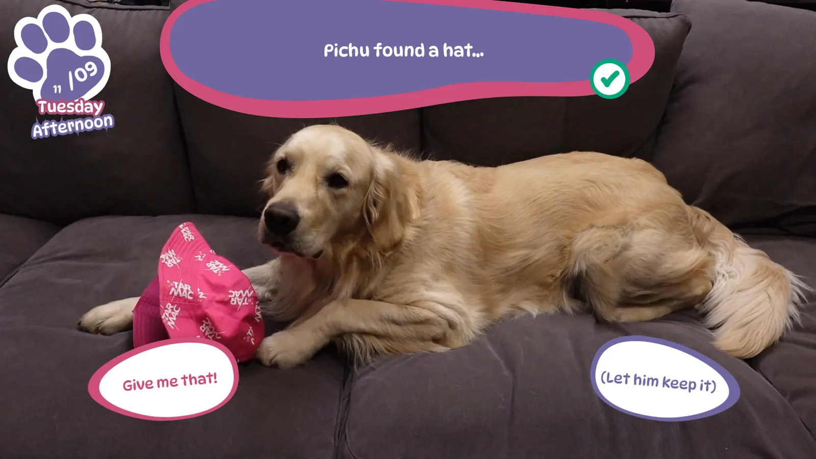 Golden Retriever Simple Life media 9