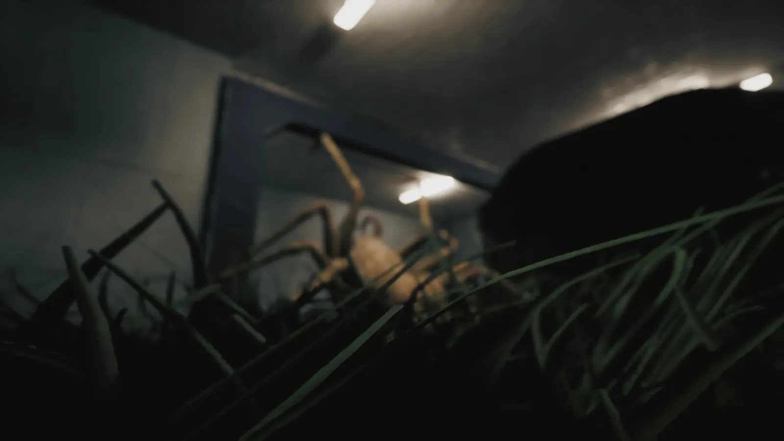 Huntsman media 10
