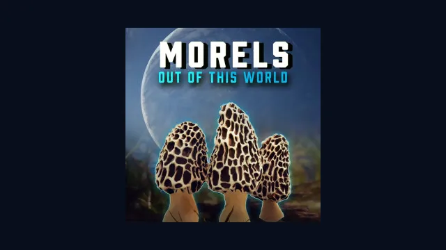 Morels: Out of this World