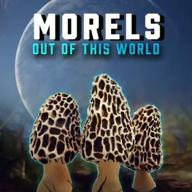 Обкладинка гри Morels: Out of this World