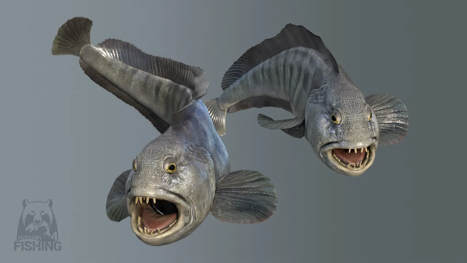 Russian Fishing 4 media 6