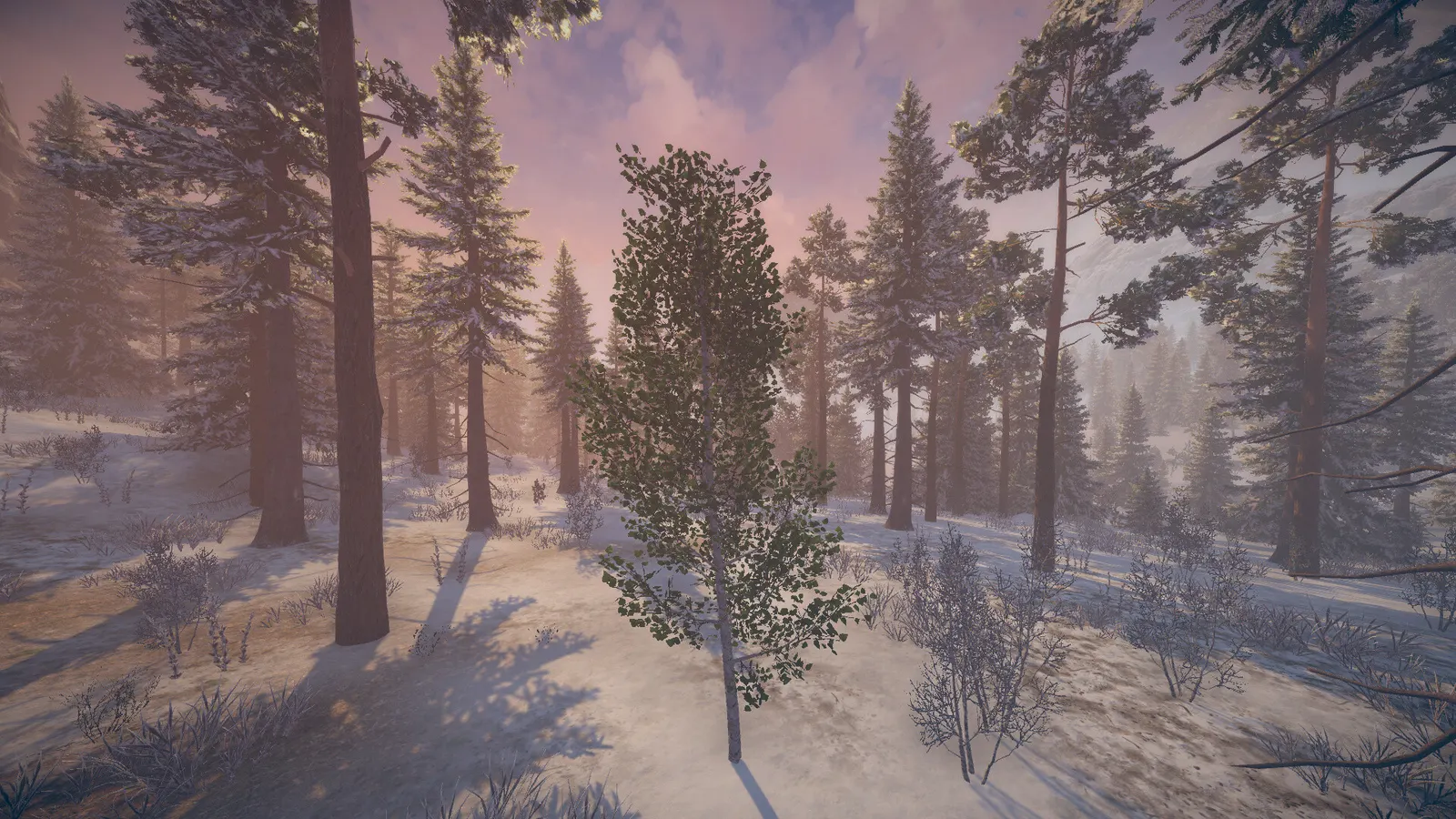Birch Simulator media 5