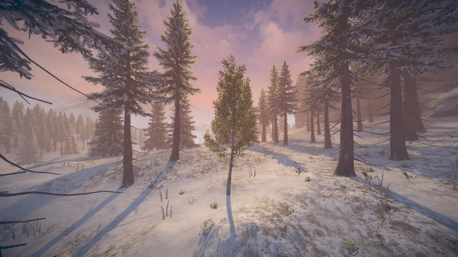 Birch Simulator media 13