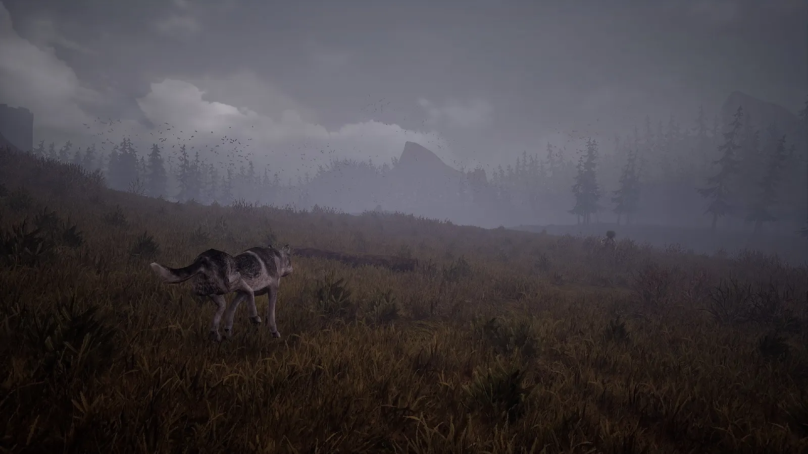 Wandering Wolf media 5