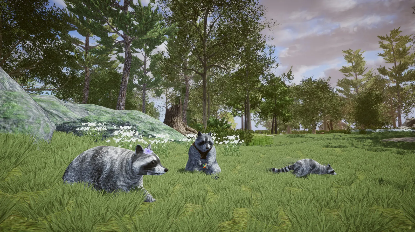 Wanted Raccoon media 21