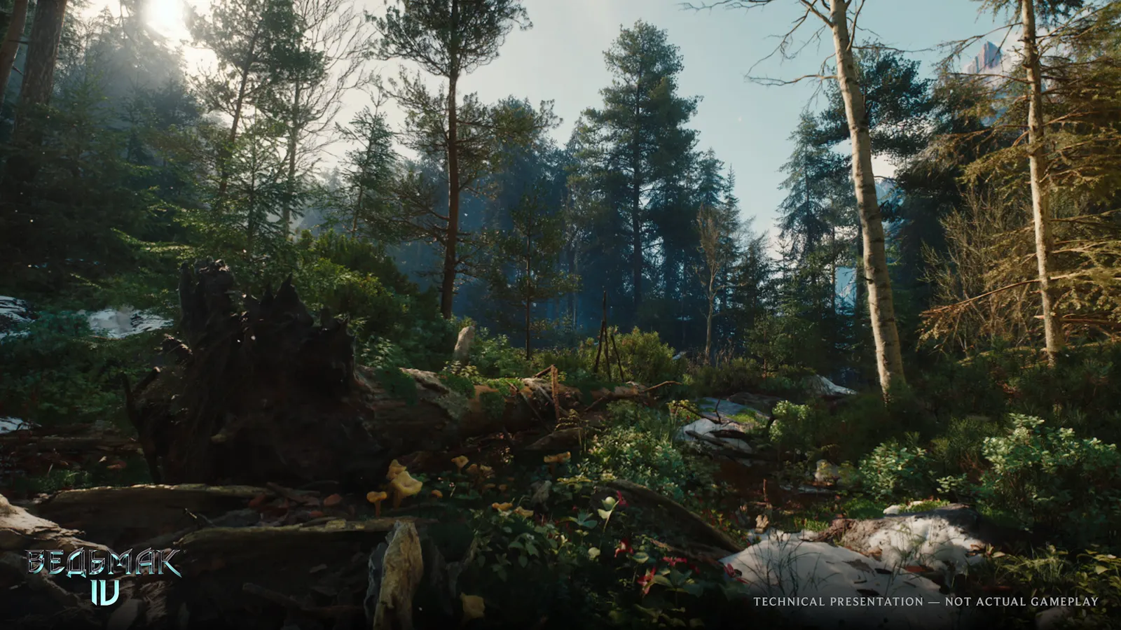 The Witcher IV media 4